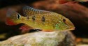 Cichlid daemon — 14